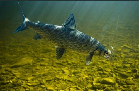 cisco fish|Learn About the Cisco – Fishing .